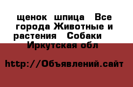 щенок  шпица - Все города Животные и растения » Собаки   . Иркутская обл.